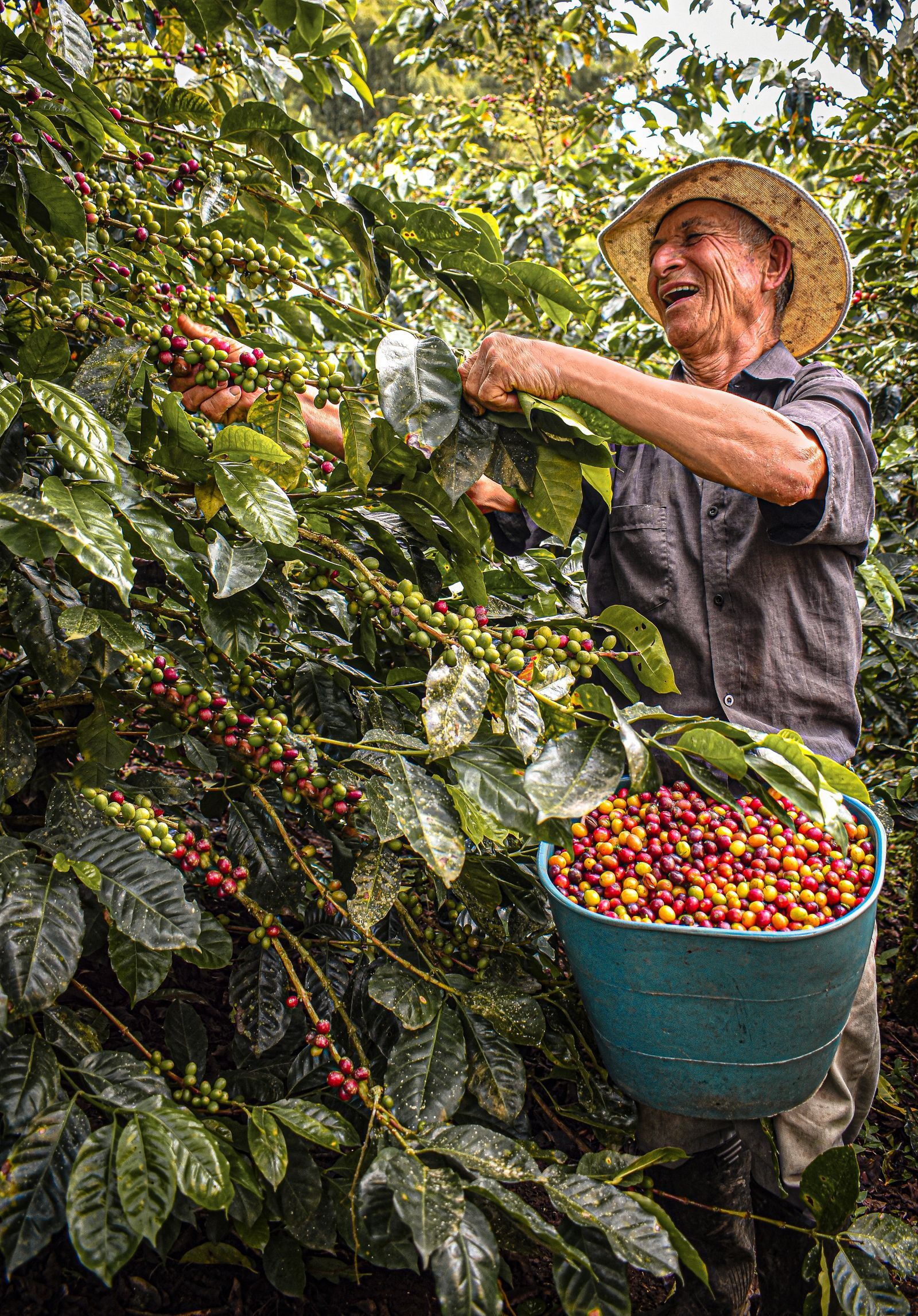 Coffee farmer harvesting cherries in Colombia
