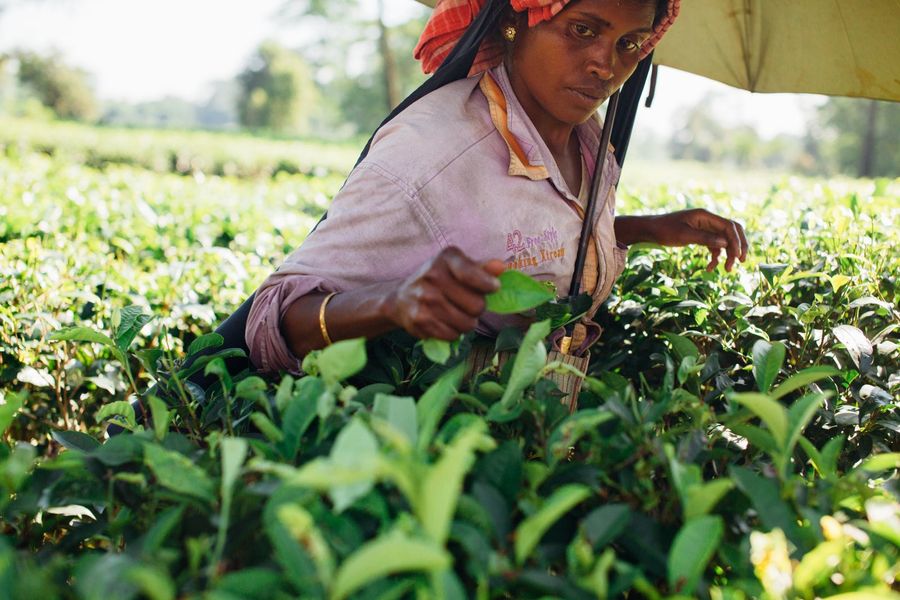 Tea picker in a plantation
