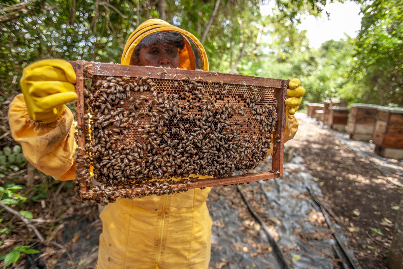 Beekeeper holding a honeycomb frame