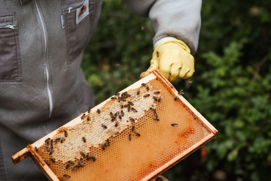 Honeycomb from the hive