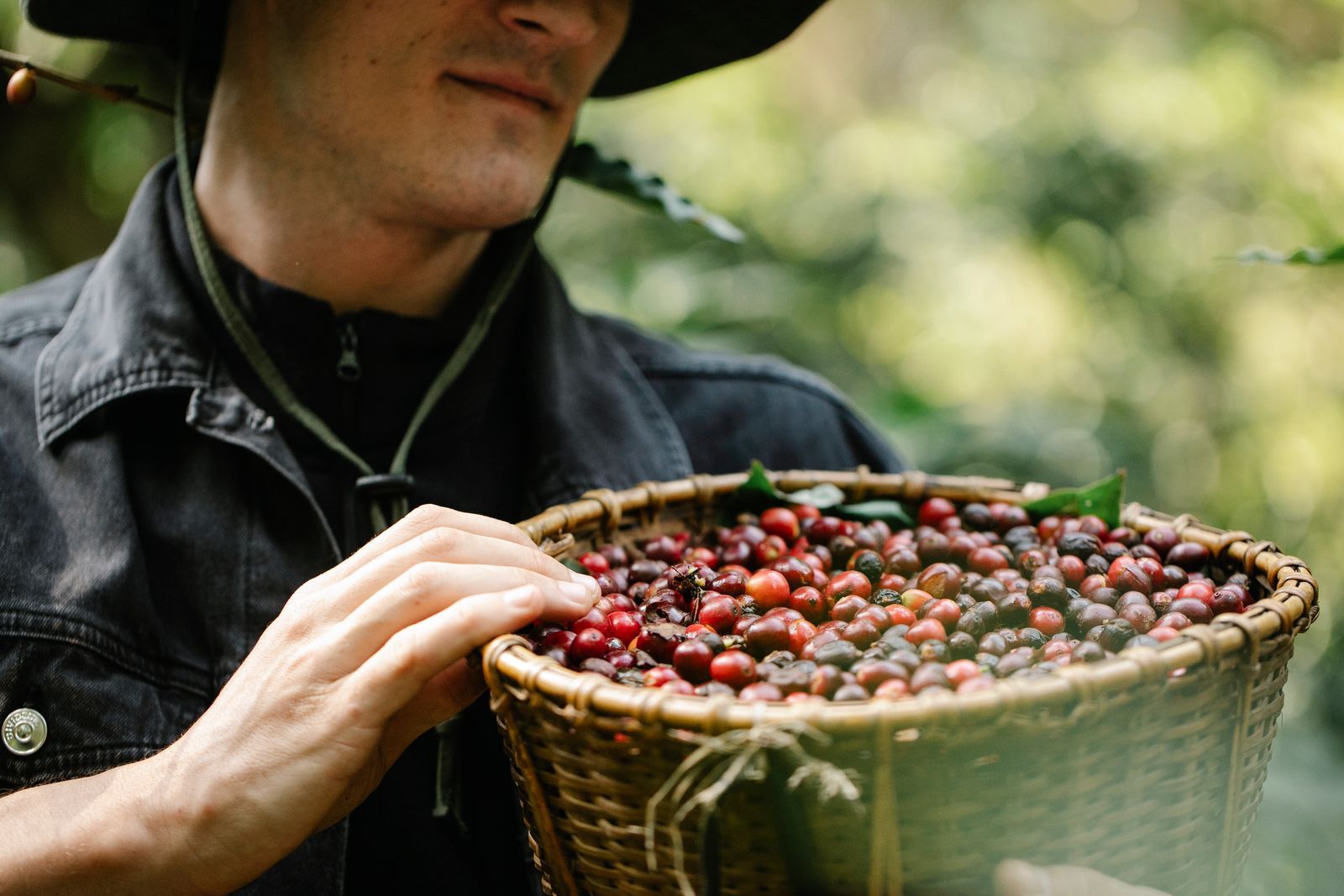 Farmer collecting coffee cherries into a basket