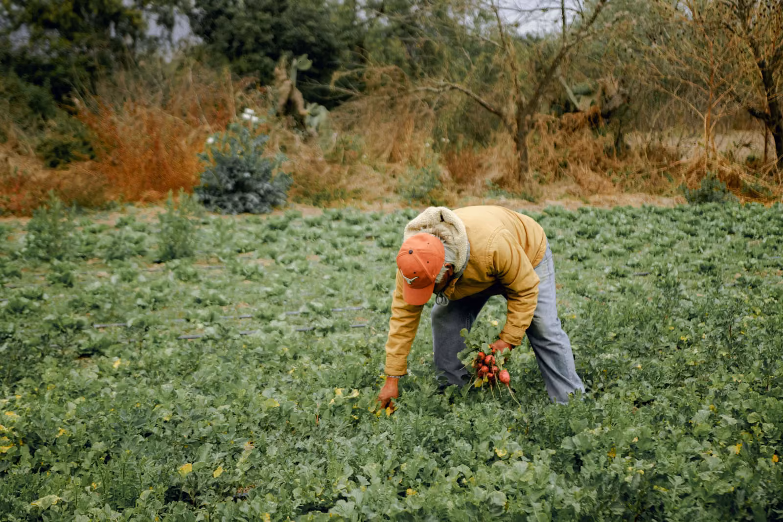 Man in farm